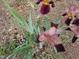 Close-up of beautiful purple and yellow Iris flowers in a well-maintained garden, enhancing the property's curb appeal at 301 Kinsale Dr, Chapel Hill, NC 27517
