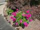 Stunning magenta peony bushes line the sidewalk, adding a splash of vibrant color and charm to the property at 301 Kinsale Dr, Chapel Hill, NC 27517
