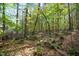 Lush backyard featuring a wooded area with mature trees and natural landscaping at 10004 Liana Ln, Raleigh, NC 27613