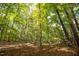 Picturesque wooded lot with a canopy of trees and a tranquil, natural setting at 10004 Liana Ln, Raleigh, NC 27613