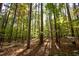 Picturesque wooded lot with a canopy of trees and a tranquil, natural setting at 10004 Liana Ln, Raleigh, NC 27613