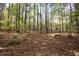 Lush forest ground covered in fallen leaves, creating a serene and natural environment at 10004 Liana Ln, Raleigh, NC 27613