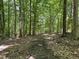 Scenic view of a peaceful nature trail, surrounded by lush greenery and mature trees, perfect for hiking at 220 Elizabeth St # F-2, Chapel Hill, NC 27514