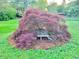 Picturesque backyard featuring a Japanese maple tree and a charming bench at 309 College St, Oxford, NC 27565