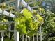 Sunlit view of green vines growing on the house trellis at 3222 Windmere Dr, Sanford, NC 27330