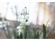Close up of delicate white flowers, showcasing intricate details and natural beauty, blooming in the yard at 336 Timberline Dr, Pittsboro, NC 27312