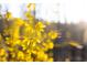 Beautiful yellow blossoms in full bloom, adding vibrant color and charm to the property's landscape at 336 Timberline Dr, Pittsboro, NC 27312