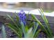 A vibrant purple flower emerges, adding a burst of color to the garden, complemented by lush greenery at 336 Timberline Dr, Pittsboro, NC 27312