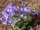 Close up shot of a bunch of purple flowers at 2310 Gilman St, Durham, NC 27703