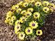 Vibrant close-up of yellow daisy-like flowers, beautifully set against a backdrop of rich mulch at 2310 Gilman St, Durham, NC 27703