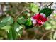 Close-up of a red and white flower with vibrant green leaves at 3910 Hillgrand Dr, Durham, NC 27705