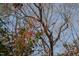 View of the seasonal foliage with flowering tree branches, offering a colorful display at 202 High St, Carrboro, NC 27510