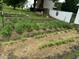 Organized garden with rows of plants and straw mulch at 5437 Grasshopper Rd, Raleigh, NC 27610