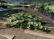 Lush garden featuring large-leafed plants under a shade structure at 5437 Grasshopper Rd, Raleigh, NC 27610