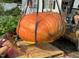 A truly giant pumpkin is unloaded from straps onto a wooden pallet, with a residential home in the background at 5437 Grasshopper Rd, Raleigh, NC 27610