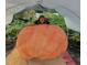 Close-up of a person with a gigantic, prize-winning pumpkin at 5437 Grasshopper Rd, Raleigh, NC 27610