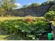 Person with a massive pumpkin grown in the garden at 5437 Grasshopper Rd, Raleigh, NC 27610