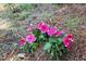 Beautiful pink petunias add charm to the garden, enhancing the outdoor space at 240 Northview Dr, Middlesex, NC 27557