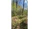 Inviting path winding through a wooded area with lush greenery, ideal for nature walks and exploration at 3308 Forest Mill Cir, Raleigh, NC 27616