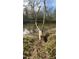Picturesque waterfront view featuring a unique tree along the riverbank, offering a tranquil setting at 3308 Forest Mill Cir, Raleigh, NC 27616