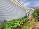 Well-manicured backyard featuring hostas, stone pathway, and a home with light blue siding at 10836 Connally Ln, Raleigh, NC 27614