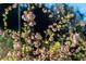 Close up of a flowering bush at 122 W Woodridge Dr, Durham, NC 27707