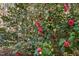 Home's landscaping featuring flowering bushes at 7917 Blaney Franks Rd, Apex, NC 27539