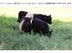 Farm animals grazing peacefully among lush green foliage in this serene countryside scene at 1309 Langdon Pl, Pittsboro, NC 27312