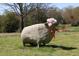 Charming sheep sculpture adorned with a pink-ribboned hat, adding a touch of whimsy to the landscape at 1309 Langdon Pl, Pittsboro, NC 27312