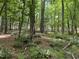 Lush woodland view with verdant ferns and towering trees creating a serene and peaceful atmosphere at 3400 River Manor Ct, Franklinton, NC 27525