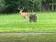 Buck standing in the yard at 1188 Turner Rd, Creedmoor, NC 27522