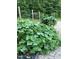 A lush fenced-in garden with thriving vegetable plants, gravel floor, and healthy vines at 1188 Turner Rd, Creedmoor, NC 27522