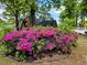 A large azalea bush provides a vibrant pop of color in the home's front yard at 1522 W Thomas St, Rocky Mount, NC 27804
