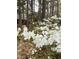 Lush landscaping featuring beautiful blooming flowers against a backdrop of tall trees at 917 Queensferry Rd, Cary, NC 27511
