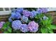 Beautiful closeup of lush hydrangea blossoms in shades of blue and purple at 108 Birdie Ct, Rocky Mount, NC 27804