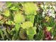 A vibrant display of pitcher plants and colorful wildflowers adds charm to the landscape at 146 Weavers Grove Dr, Chapel Hill, NC 27514