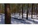 This densely wooded area is dusted with snow, revealing tall trees and a peaceful, natural setting at 6509A Fowler Rd, Zebulon, NC 27597