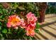 Close-up of orange and pink blossoms at 237 Abercorn Cir, Chapel Hill, NC 27516