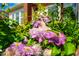 Close-up of vibrant purple and white clematis flowers thriving along the property's pergola at 237 Abercorn Cir, Chapel Hill, NC 27516