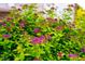 Vibrant pink spirea shrubbery enhances the property's landscape, adding beauty and curb appeal at 237 Abercorn Cir, Chapel Hill, NC 27516