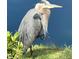 A great blue heron perched on the edge of the lake at 737 Crabtree Crossing Pkwy, Cary, NC 27513