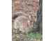 Close-up of a cottontail rabbit in the backyard at 5520 Mccormick Rd, Durham, NC 27713
