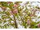 Cherry blossom tree in full bloom in the backyard at 5608 Ventura Dr, Durham, NC 27712