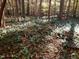 Forest floor covered in ferns and fallen leaves amidst trees, creating a peaceful natural scene at 6016 Glenthorne Dr, Raleigh, NC 27613