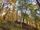Sunlight filtering through a forest with trees displaying yellow autumn leaves on a gentle slope at 6016 Glenthorne Dr, Raleigh, NC 27613