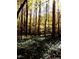 A view of trees with yellowing leaves and ferns on the forest floor, highlighting a woodland setting at 6016 Glenthorne Dr, Raleigh, NC 27613