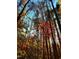 Looking up at a canopy of trees with fall colors against a blue sky, showcasing the natural beauty at 6016 Glenthorne Dr, Raleigh, NC 27613