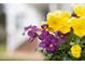 Up-close view of vibrant yellow and purple flowers adding charm to the property at 2061 Carriage Way, Chapel Hill, NC 27517