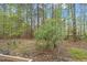 A serene backyard featuring lush trees and an abundance of greenery at 58 Stoneridge Rd, Durham, NC 27705