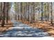 Long driveway leading to a home surrounded by a beautiful forest at 6480 Beaver Creek Rd, New Hill, NC 27562